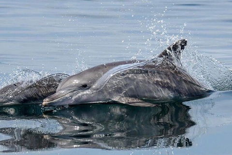 Julian Rocks Byron Bay Cruise - Accommodation Mt Buller 1