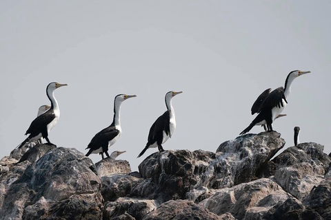 Julian Rocks Byron Bay Cruise - Accommodation Mt Buller 10