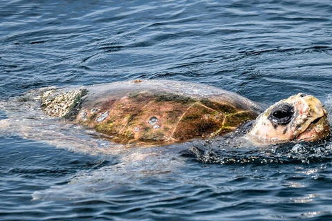 Julian Rocks Byron Bay Cruise - Accommodation Mt Buller 16