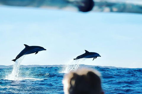 Julian Rocks Byron Bay Cruise - Accommodation Mt Buller 18