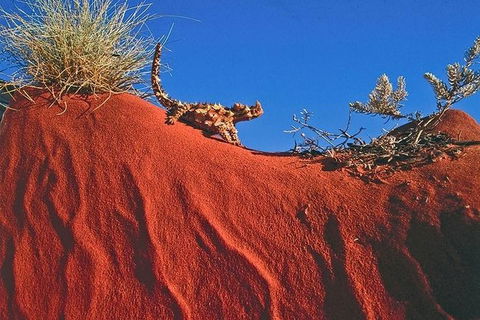 Alice Springs, Uluru Ayers Rock & Kings Canyon 8 Days Touring Package - Accommodation Mt Buller 4