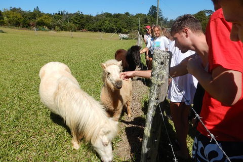 Atherton Tablelands Waterfalls Tour From Cairns - Accommodation Mt Buller 2