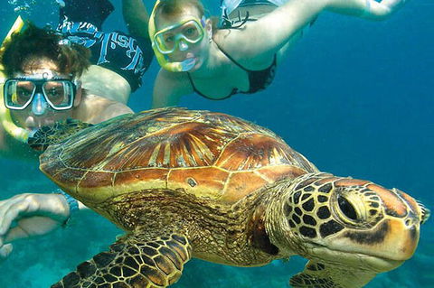 4-Day Cairns With Great Barrier Reef And Daintree Rainforest - Accommodation Mt Buller 4