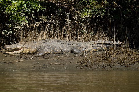 4-Day Cairns With Great Barrier Reef And Daintree Rainforest - Accommodation Mt Buller 6
