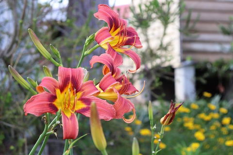 Entry Ticket At Historic Village Herberton - Accommodation Mt Buller 5