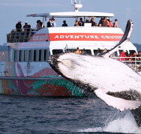 Half-Day Whale Watching in Urangan - Accommodation Mt Buller
