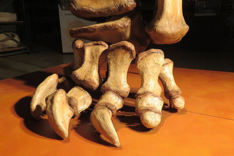 Australian Dinosaur Giants Tour - Accommodation Mt Buller 3