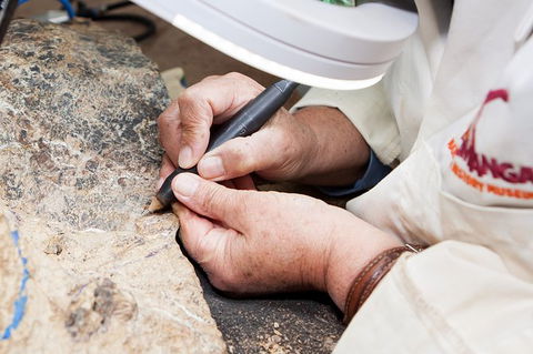 Australian Dinosaur Giants Tour - Accommodation Mt Buller 2