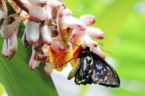 Australian Butterfly Sanctuary- Virtual Interactive Tour With Private Guide - Accommodation Mt Buller 7