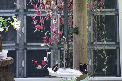 Australian Butterfly Sanctuary- Virtual Interactive Tour With Private Guide - Accommodation Mt Buller 6