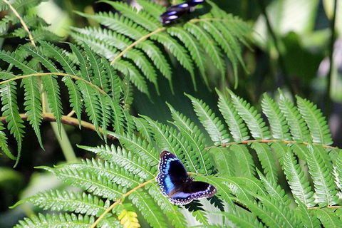 Australian Butterfly Sanctuary- Virtual Interactive Tour With Private Guide - Accommodation Mt Buller 3