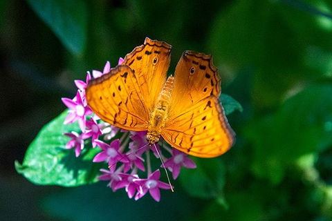 Australian Butterfly Sanctuary- Virtual Interactive Tour With Private Guide - Accommodation Mt Buller 1