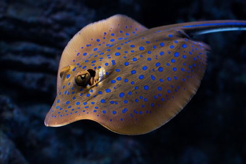 Cairns Aquarium Tour By Twilight With Drink And Appetiser - Accommodation Mt Buller 5