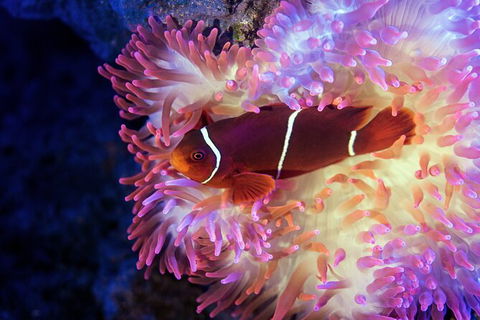 Cairns Aquarium Tour By Twilight With Drink And Appetiser - Accommodation Mt Buller 2