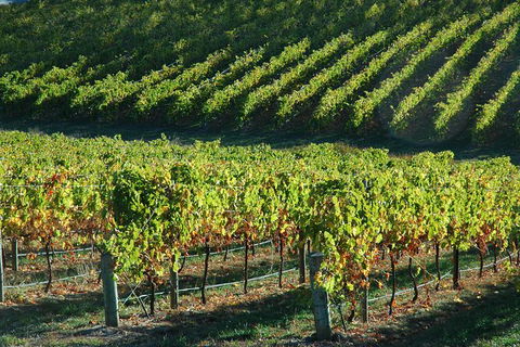 Adelaide Hills Wineries & Hahndorf - Accommodation Mt Buller 10