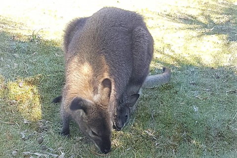 Cradle Mountain Day Tour - Accommodation Mt Buller 4