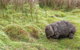 Cradle Mountain Day Tour - thumb 2