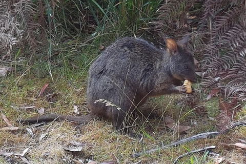Cruise Ship Excursion: NW Tassie Coastal Explorer - Accommodation Mt Buller 5