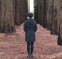 Half-Day Biking Activity from Aqueduct to California Redwoods - Accommodation Mt Buller