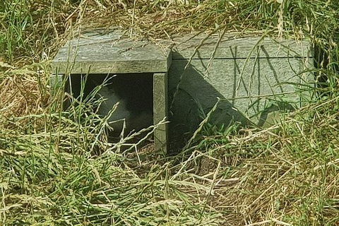 Phillip Island Penguin And Wildlife Tour - Accommodation Mt Buller 11