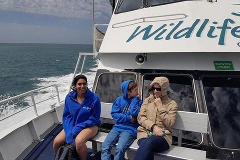 Phillip Island Penguin And Wildlife Tour - Accommodation Mt Buller 15