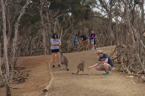 Phillip Island Penguin And Wildlife Tour - Accommodation Mt Buller 34