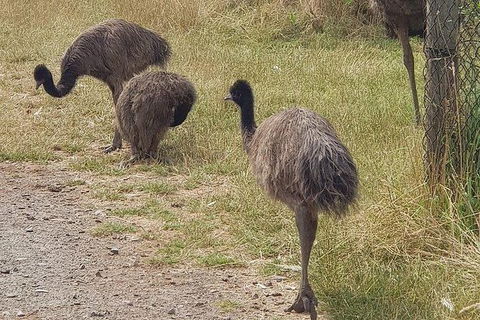 Phillip Island Penguin And Wildlife Tour - Accommodation Mt Buller 32