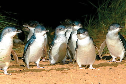 Phillip Island Penguin And Wildlife Tour - Accommodation Mt Buller 0