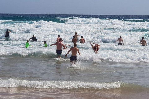 Phillip Island Penguin And Wildlife Tour - Accommodation Mt Buller 18