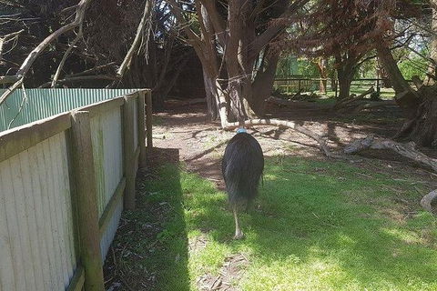 Phillip Island Penguin And Wildlife Tour - Accommodation Mt Buller 5