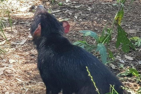 Phillip Island Penguin And Wildlife Tour - Accommodation Mt Buller 26