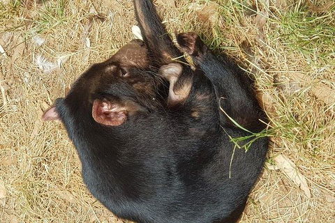 Phillip Island Penguin And Wildlife Tour - Accommodation Mt Buller 23