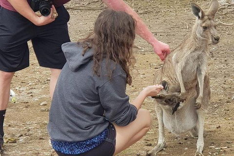 Phillip Island Penguin And Wildlife Tour - Accommodation Mt Buller 12