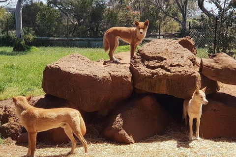 Phillip Island Penguin And Wildlife Tour - Accommodation Mt Buller 7