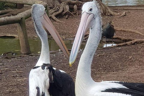 Phillip Island Penguin And Wildlife Tour - Accommodation Mt Buller 6