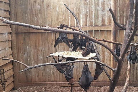 Phillip Island Penguin And Wildlife Tour - Accommodation Mt Buller 31