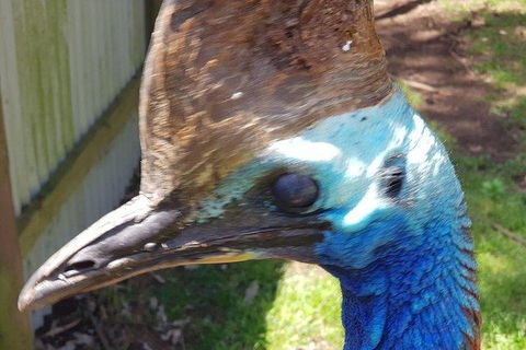 Phillip Island Penguin And Wildlife Tour - Accommodation Mt Buller 19