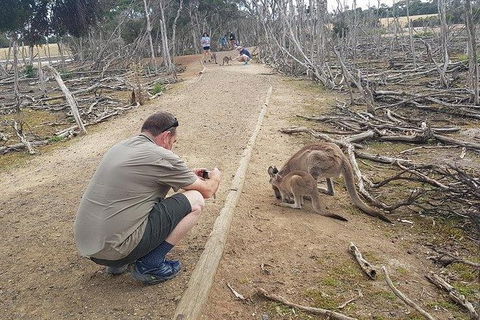 Phillip Island Penguin And Wildlife Tour - Accommodation Mt Buller 30