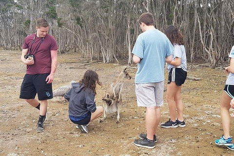 Phillip Island Penguin And Wildlife Tour - Accommodation Mt Buller 3