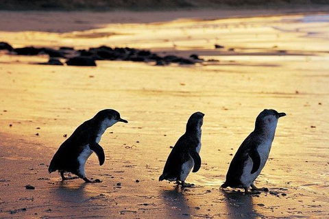 Phillip Island Penguin And Wildlife Tour - Accommodation Mt Buller 13