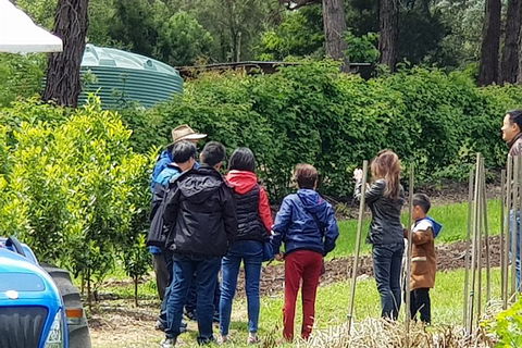 Day Tour Of Yarra Valley Puffing Billy And Rayners Orchard - Accommodation Mt Buller 16