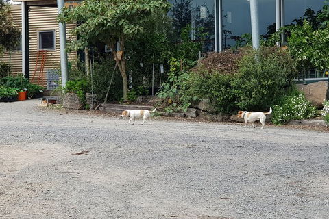 Day Tour Of Yarra Valley Puffing Billy And Rayners Orchard - Accommodation Mt Buller 21