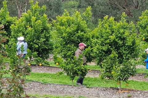 Day Tour Of Yarra Valley Puffing Billy And Rayners Orchard - Accommodation Mt Buller 34