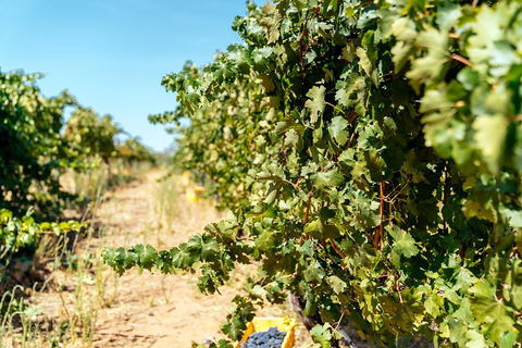 The Non-Touristy Swan Valley Private Day Trip & Wine Tastings - Accommodation Mt Buller 6