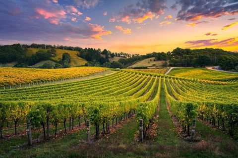 Swan Valley Sunset Wine Tour - Premium Small Group Tour - Accommodation Mt Buller 0