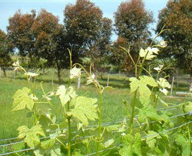 Kawarren VIC Accommodation Mt Buller