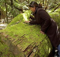 Washpool National Park - Washpool Walk - Accommodation Mt Buller