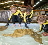 Australian Shark and Ray Centre - Accommodation Mt Buller