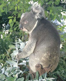 Whiteman Park - Accommodation Mt Buller 0
