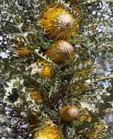 Toolibin WA Accommodation Mt Buller